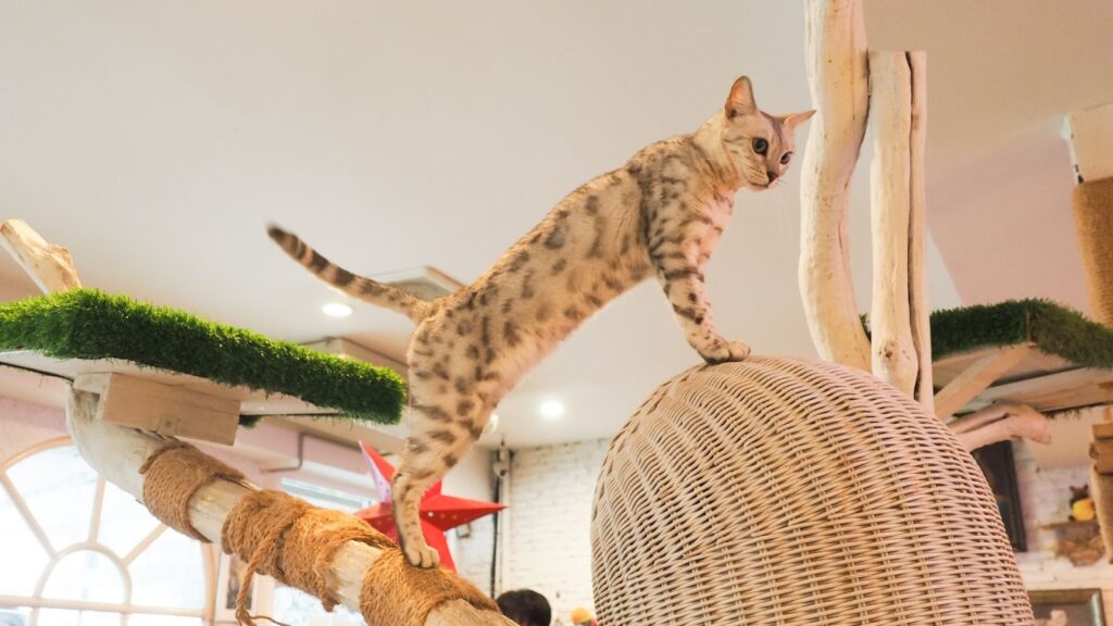 How to Discipline a Bengal Cat That is Chasing Everything?