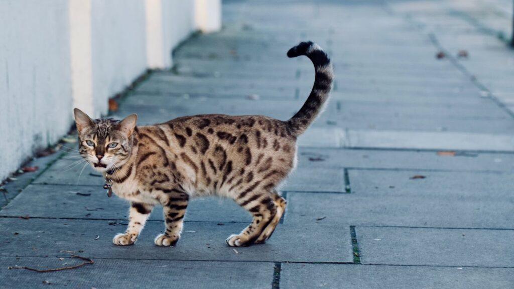 How to Stop Your Bengal Cat from Scratching Everything?