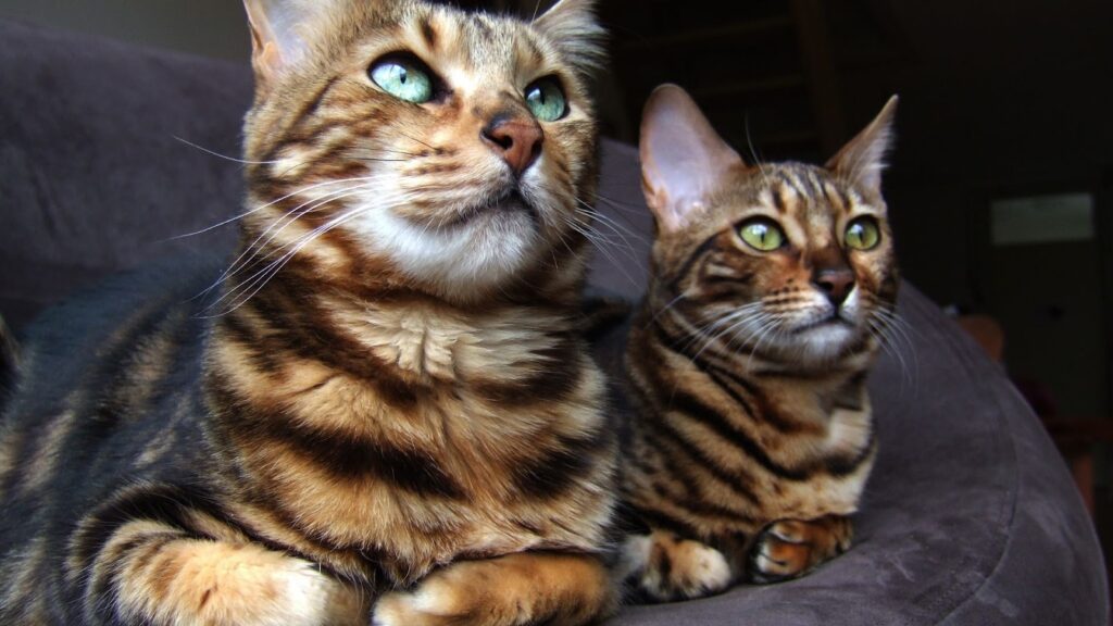 What is the Best Way to Discipline A Bengal Cat?