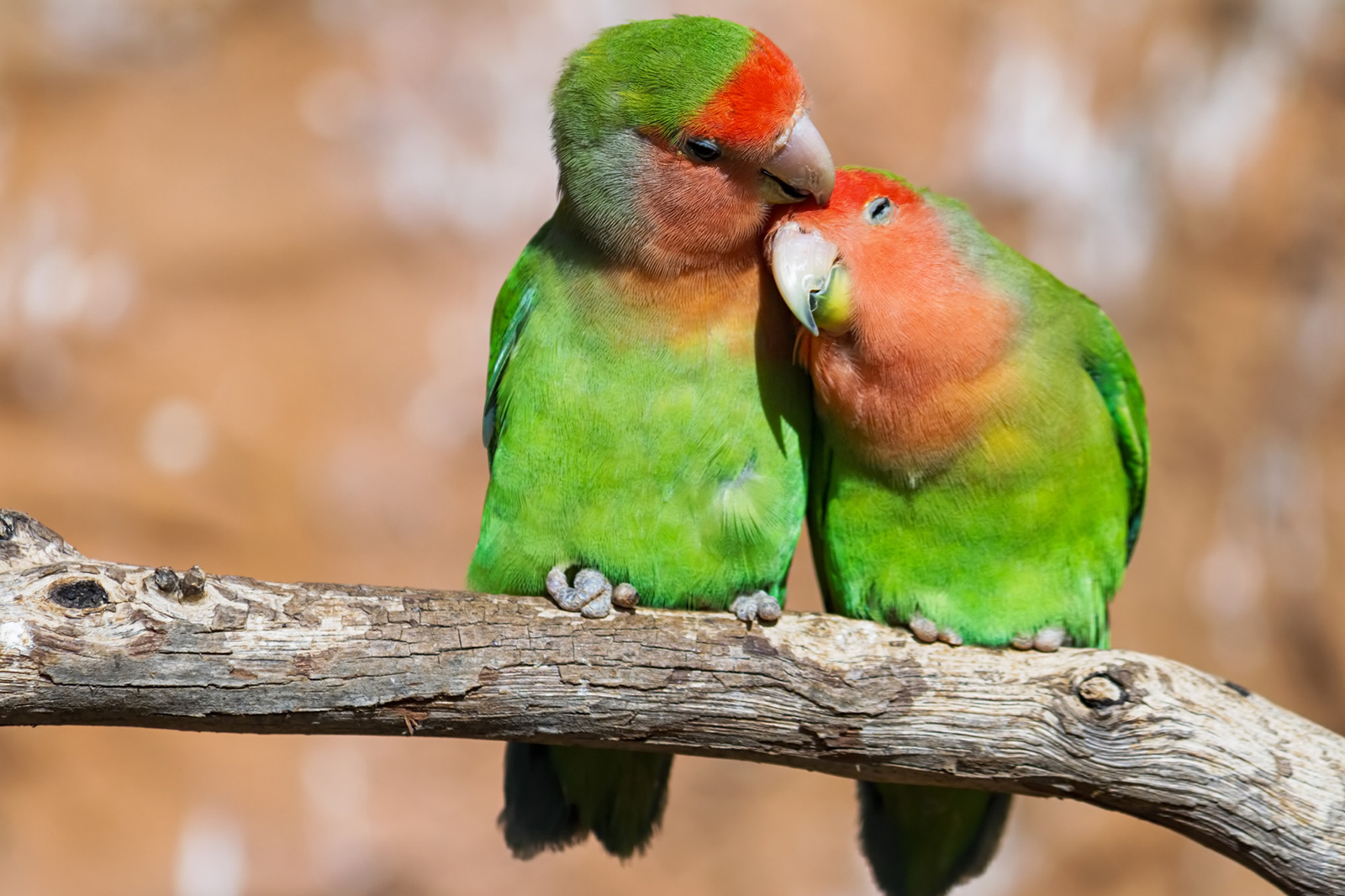 Feathers of Love: Discovering the Enigmatic Lovebird