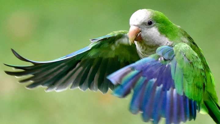 Monk Parakeets Unveiled: Exploring the Charismatic Quaker Parrot