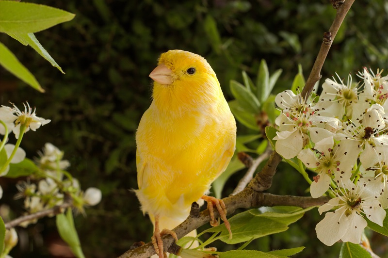 Canaries and Finches: Exploring the Melodic Singing Sensations
