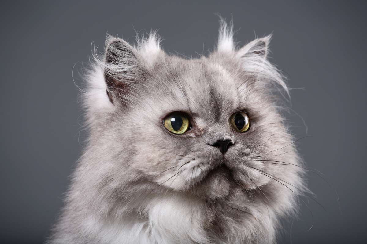 Persian Cats: The Graceful Royalty of the Feline World
