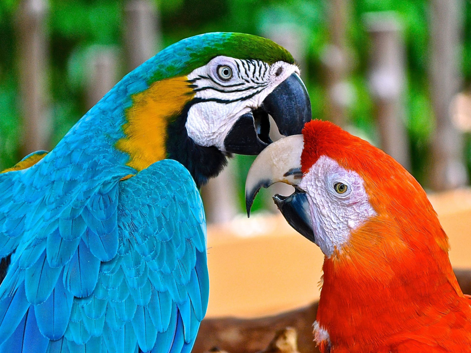 The Enchanting World of Majestic Macaws