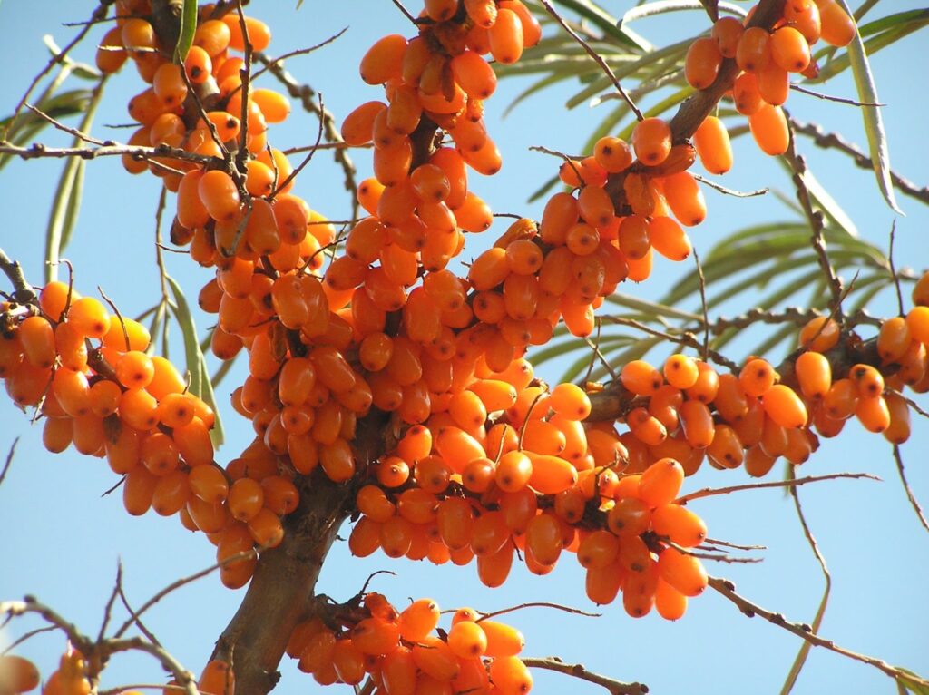 What is sea buckthorn oil?