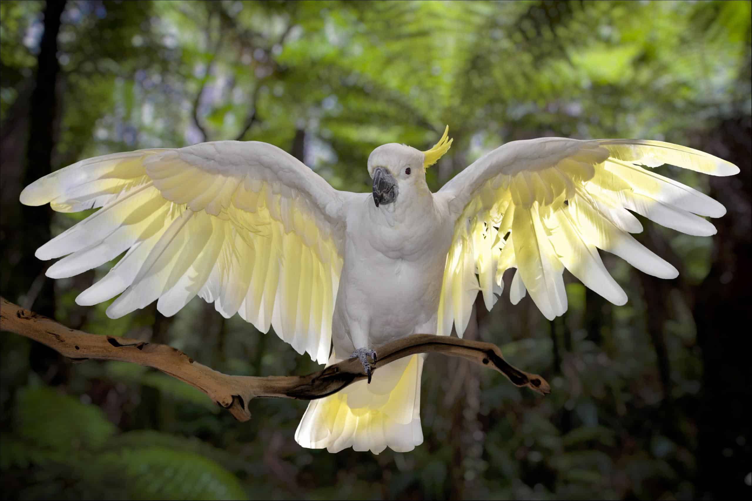 Behind the Beak: The Endearing Charisma of Cockatoos