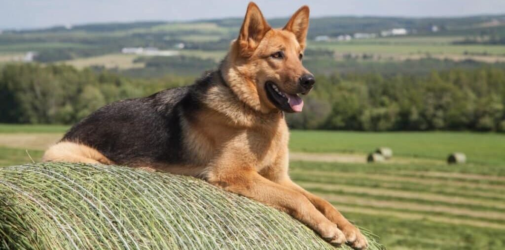 German Shepherds: The Versatile and Loyal Canine Companions