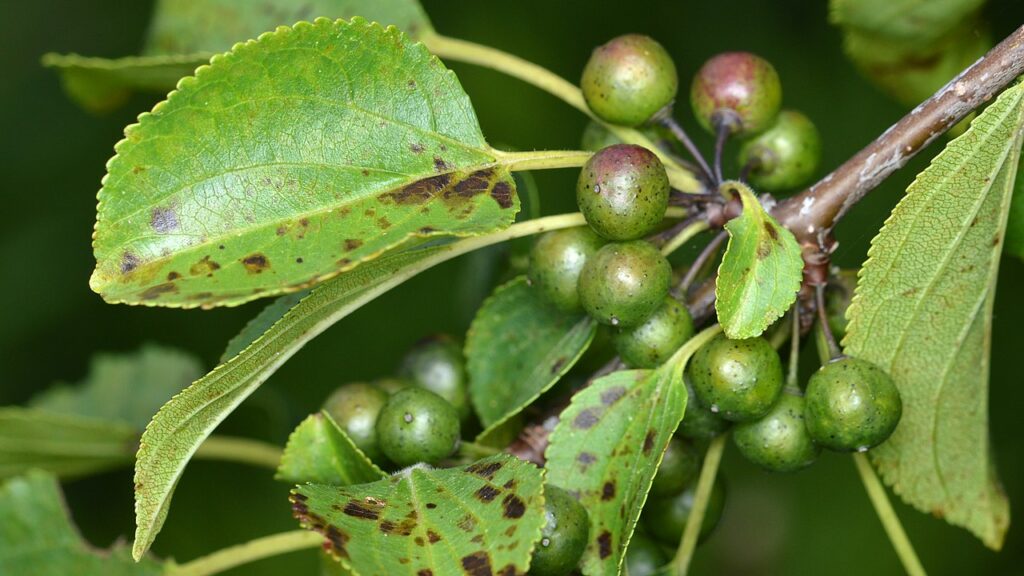 Are Buckthorn Berries Poisonous to Dogs?
