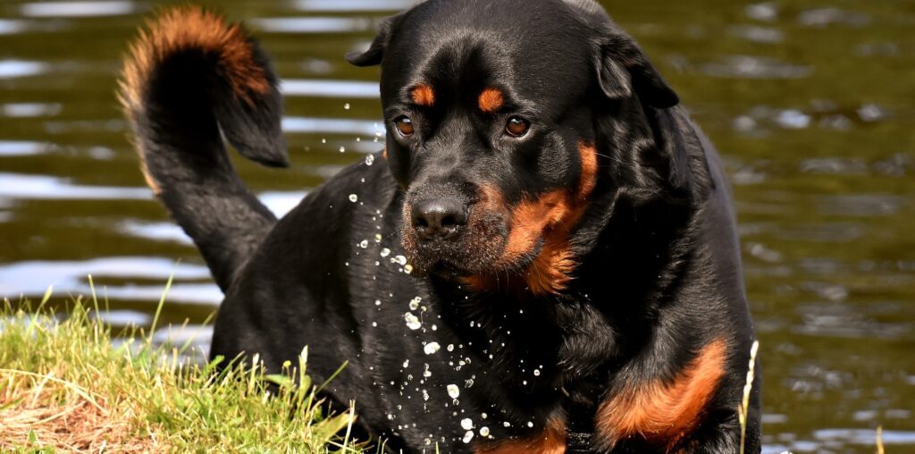 Guardians with a Wagging Tail: A History of Rottweilers Loyalty