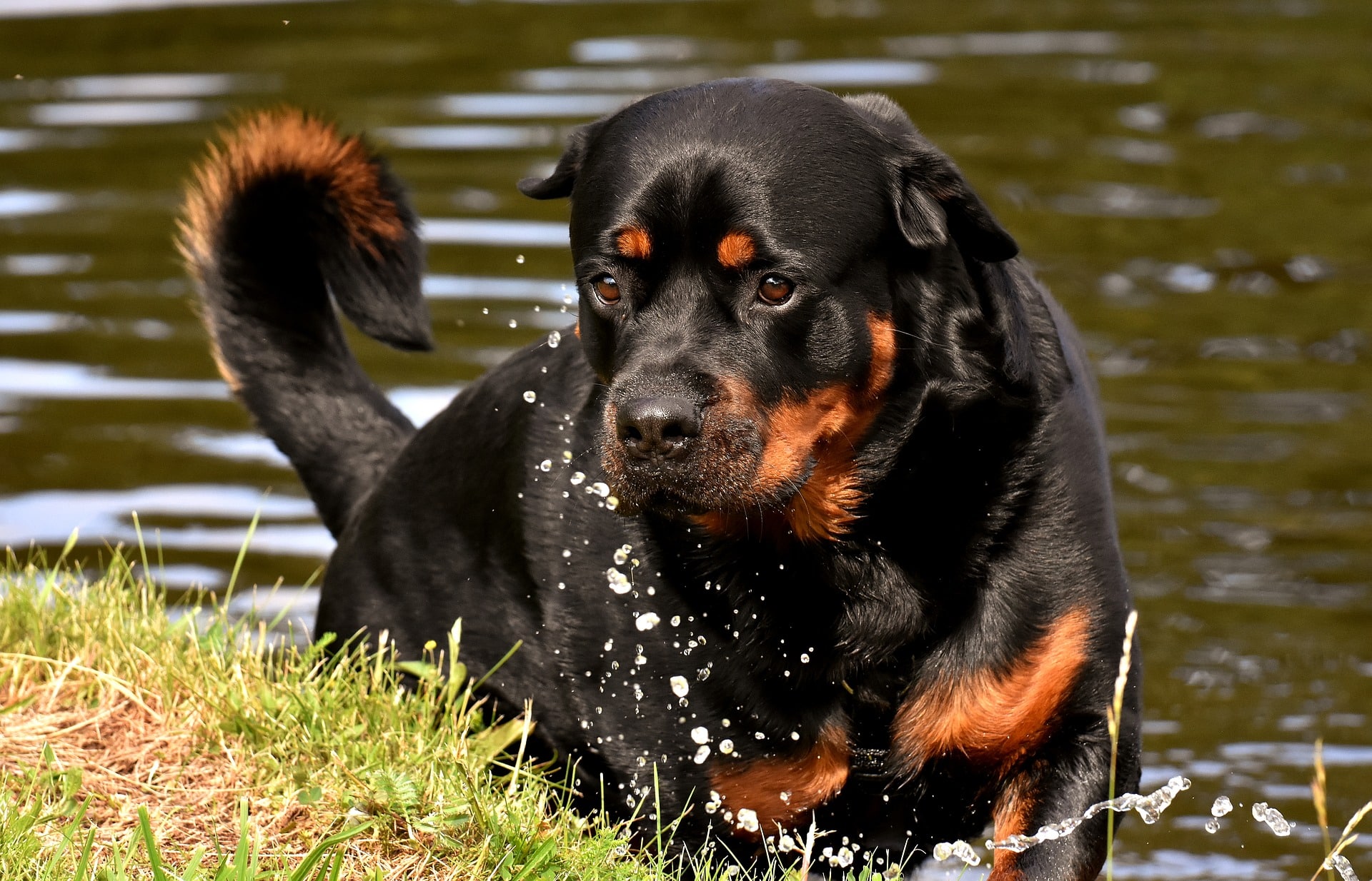 Guardians with a Wagging Tail: A History of Rottweilers Loyalty