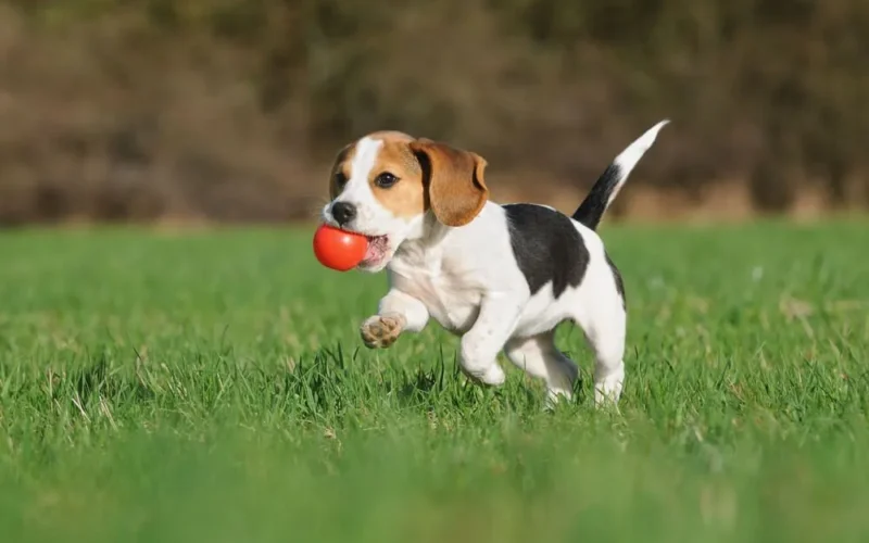 Ears Flopping, Tails Wagging: The Classic Features of Beagles